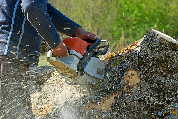 The Steps Involved in Our Tree Care Process in Rockmart, GA